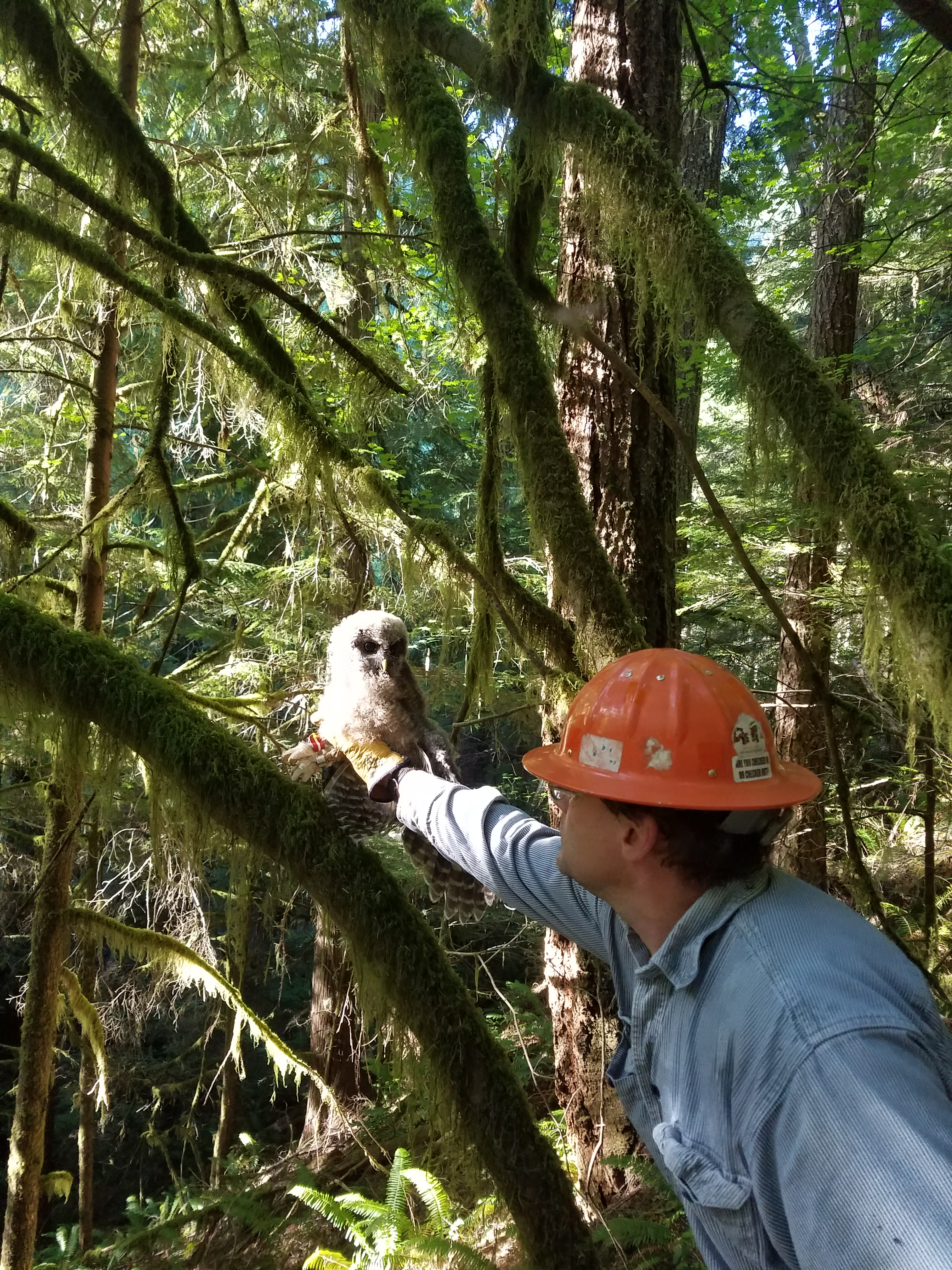 Image of Matt Hane reaching into a tree to release a spotted owl after it was banded. The tree is a fir with long needles. Matt is wearing a long-sleeved blue shirt, a glove and an orange hardhat. The owl is very downy with dark eyes.
