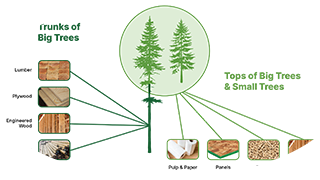 Making the Most of Every Tree We Harvest. The image shows images of two trees and breaks down how every portion of the trees is used practically.