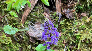 Image of a rare plant found during a review of our property in Vail, Washington. The plant has purple leaves and stands tall.