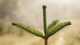 Image of a fir tree sapling.