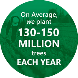 On average we plant 130-150 million trees each year.