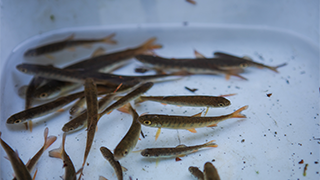 Link to story showing amazing fish recovery in Southwest Washington.