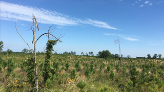 Working pine forest in Mississsippi