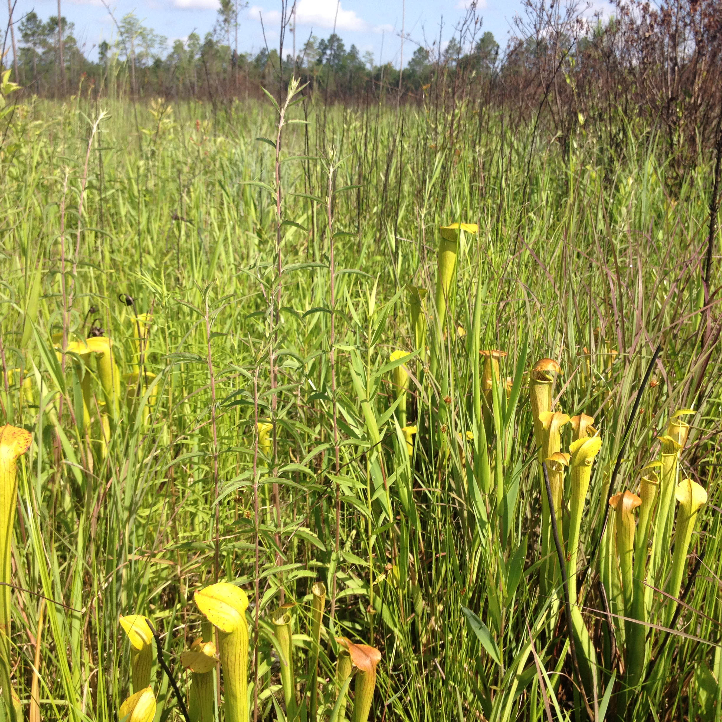 Image of the Dolly T mitigation bank located in Louisiana.