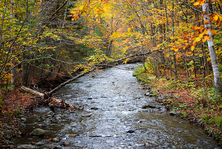 A stream on Weyerhaeuser property.