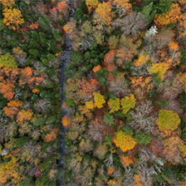 An image of a forest that is managed by Weyerhaeuser.