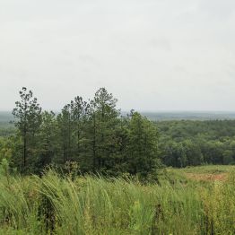 Image of trees in a field.