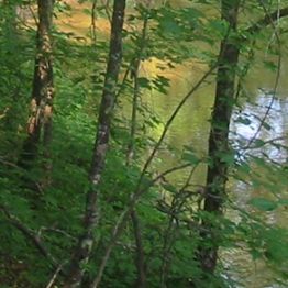 Image showing trees in front of a waterway.