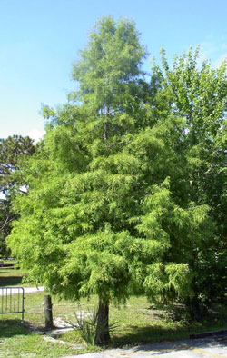 Bald Cypress