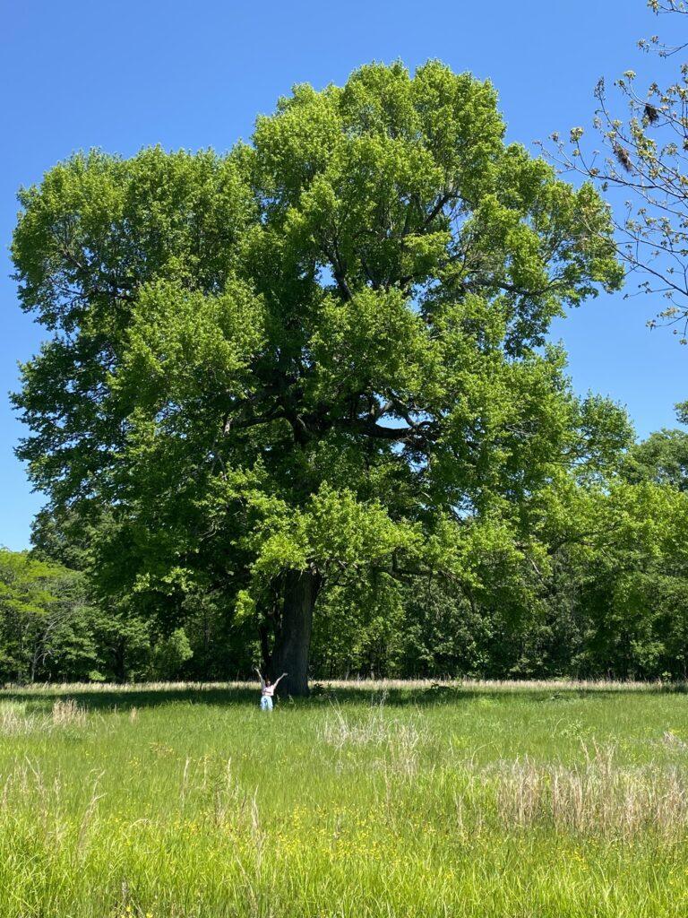 Blackgum