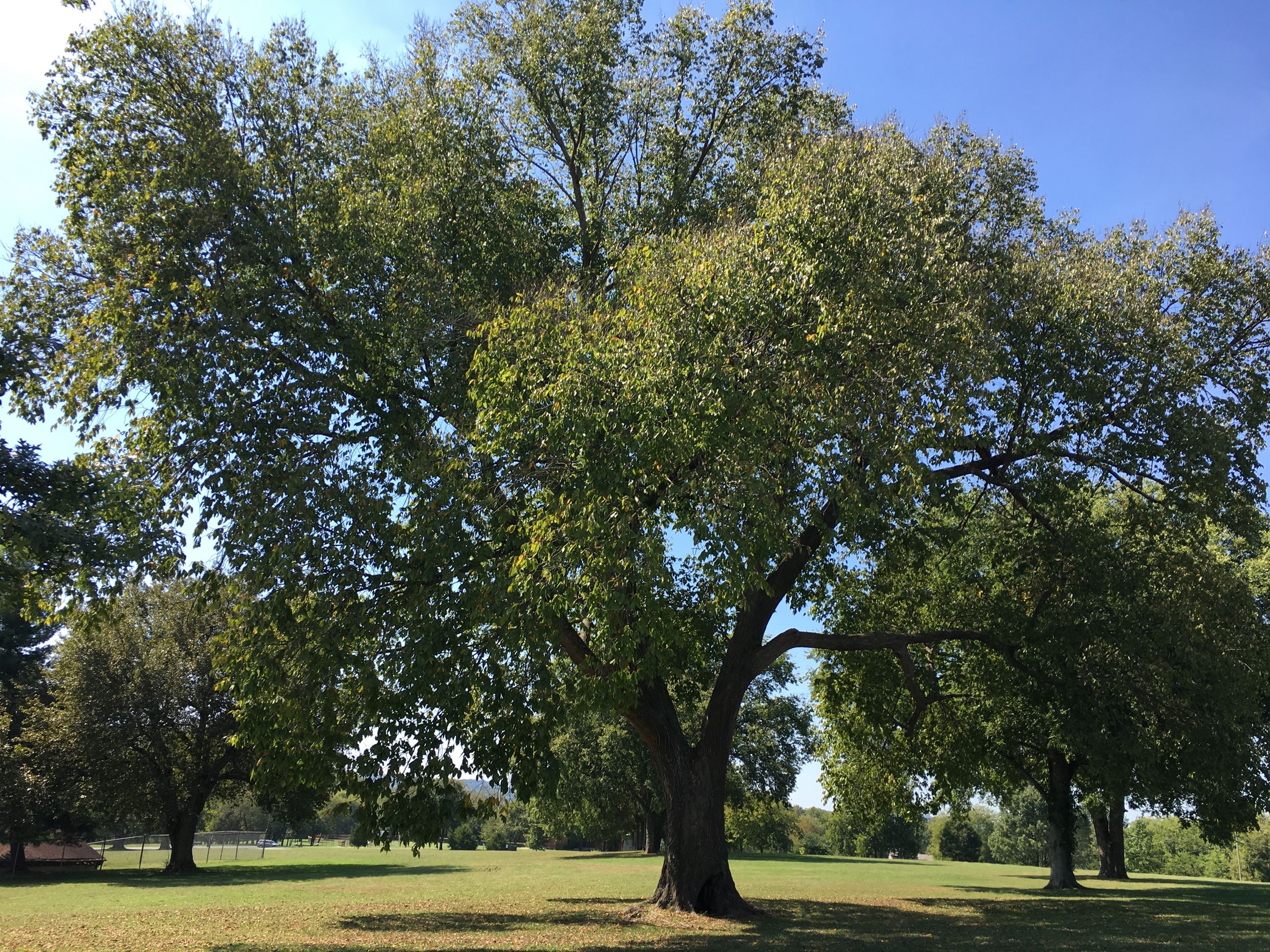 American Elm