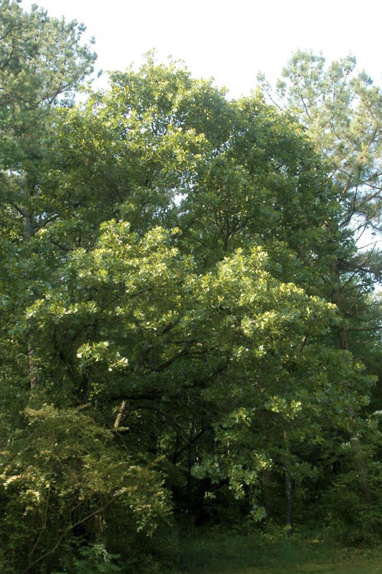 Blackjack Oak
