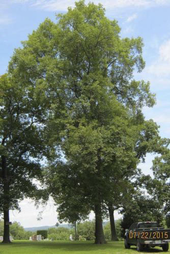 Black Hickory