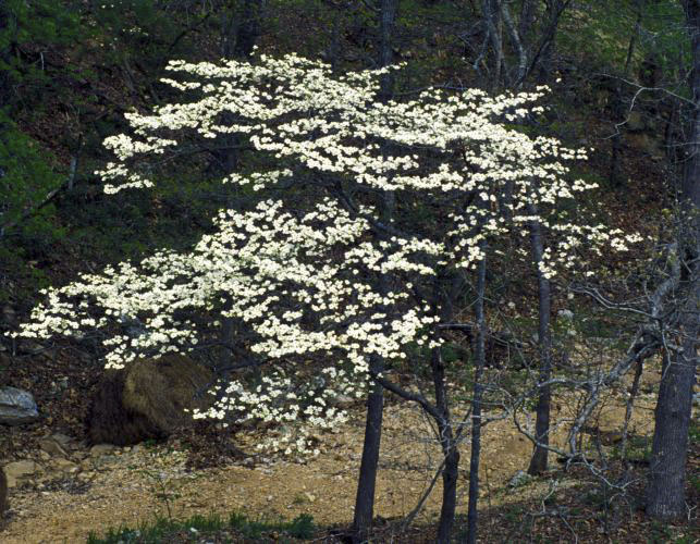 Flowering Dogwood
