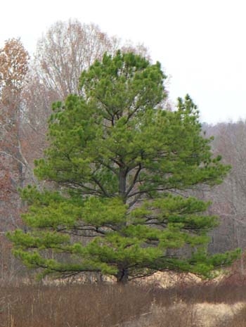 Loblolly Pine