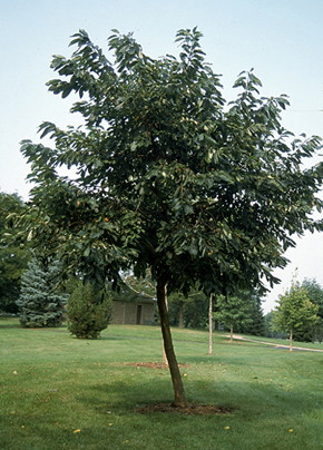 Persimmon