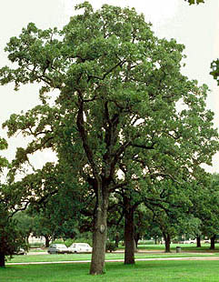 Post Oak