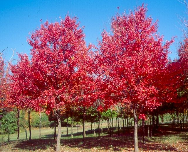 Red Maple