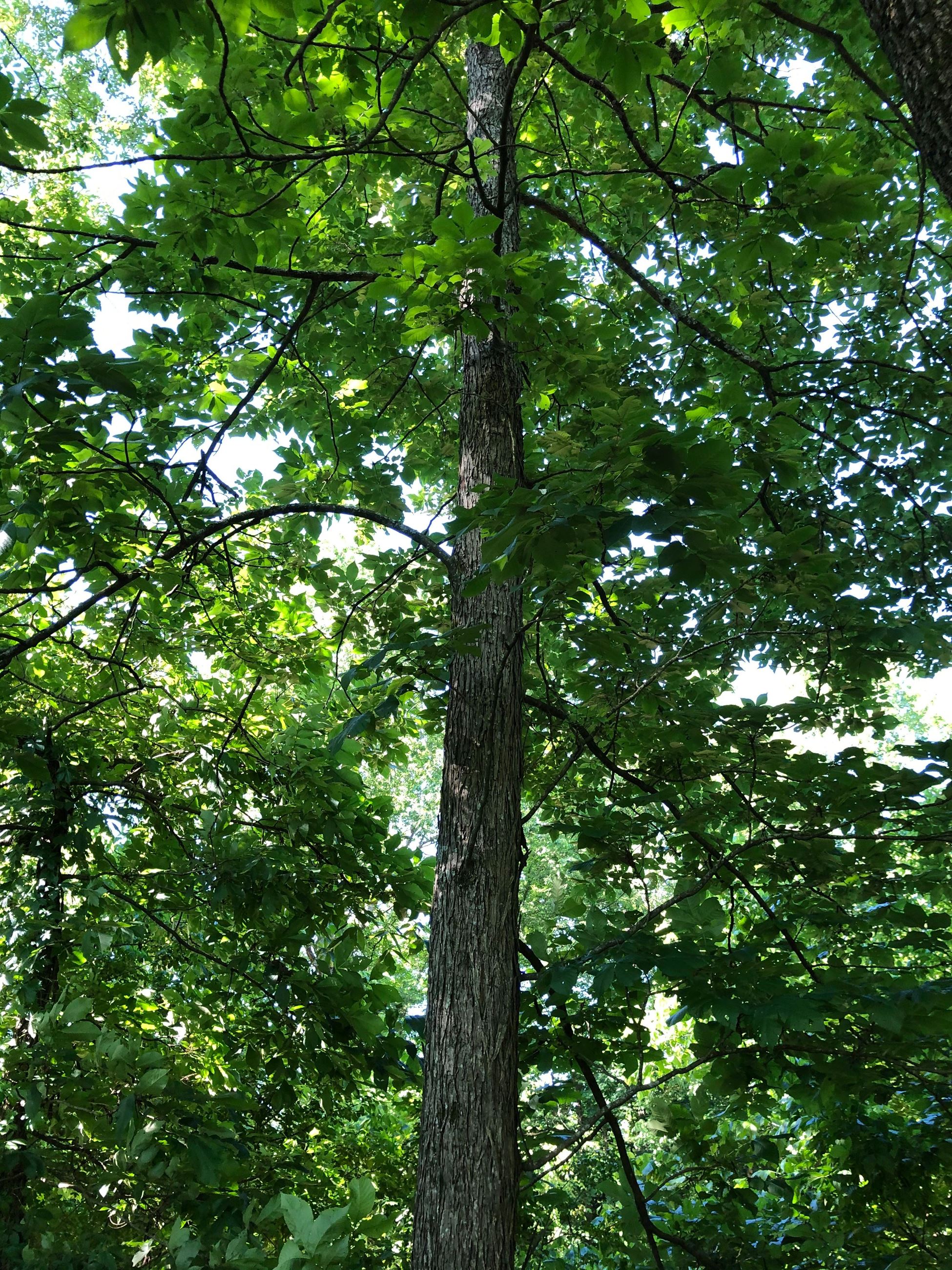 Mockernut Hickory