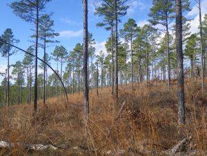 Shortleaf Pine