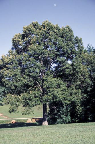 Southern Red Oak