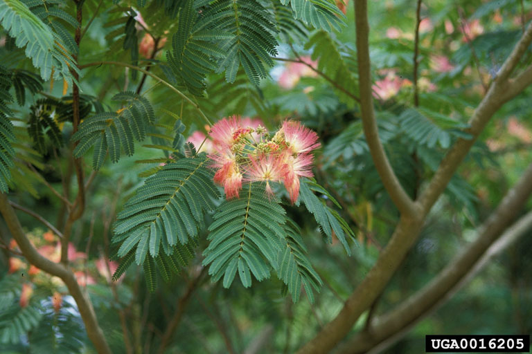 Silktree
