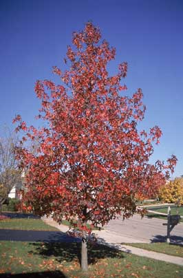 Sweetgum