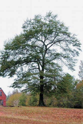 Water Oak