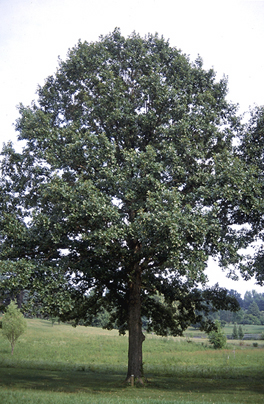 White Oak