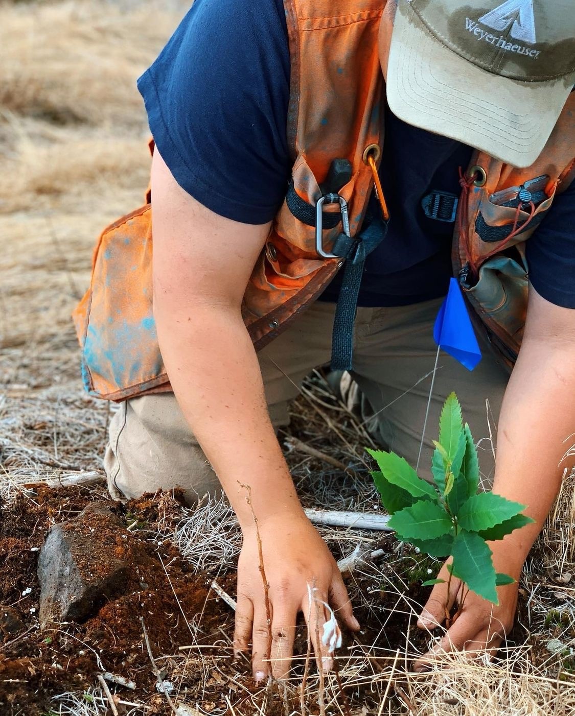 Image of Cullen planting a hybrid Chestnut on Weyerhaeuser timberlands in Maine.