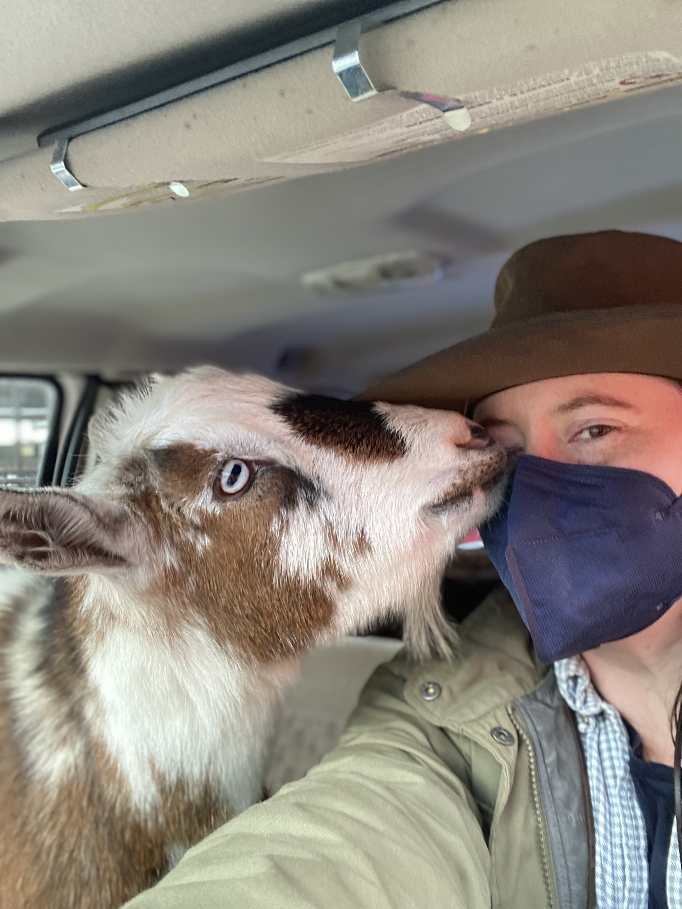 Image of Amanda being given kisses by Pilot.