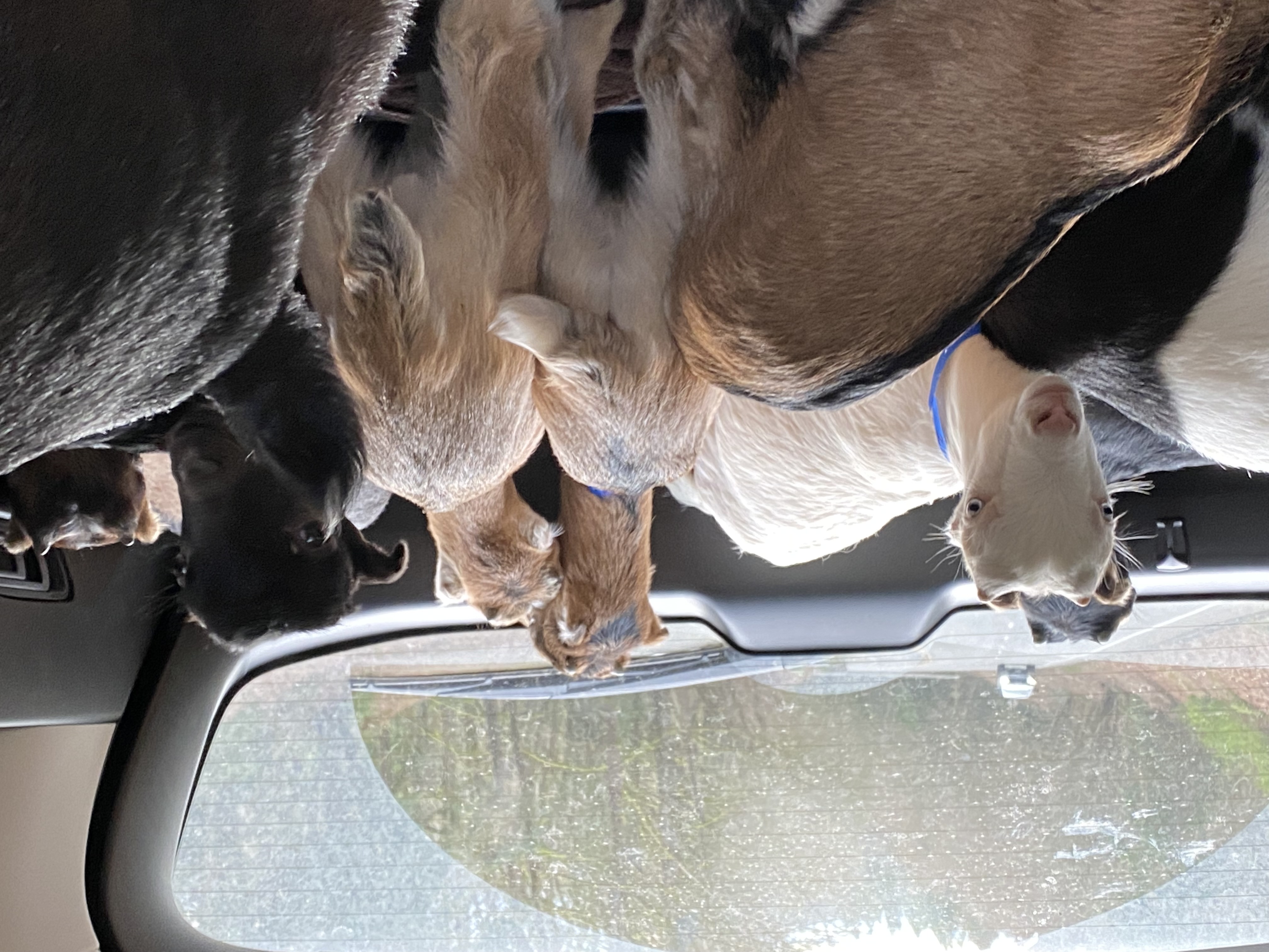 Image of 010 goats in Amanda's SUV heading to one of two rescue farms in Maple Valley.