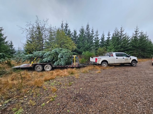 Image of a Christmas tree on a trailer being transported to Lincoln City.