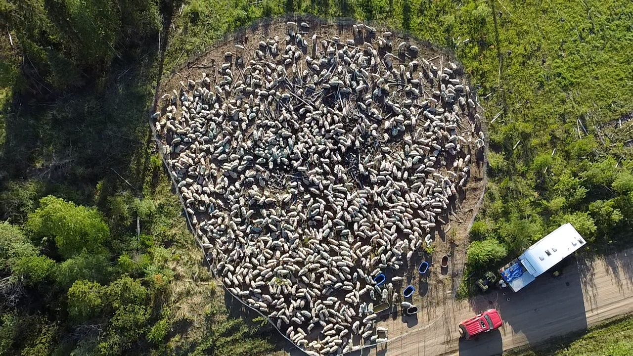 An aerial view of a flock of 1,500 sheep penned up overnight before being herded through recently planted stands to eat competing vegetation.