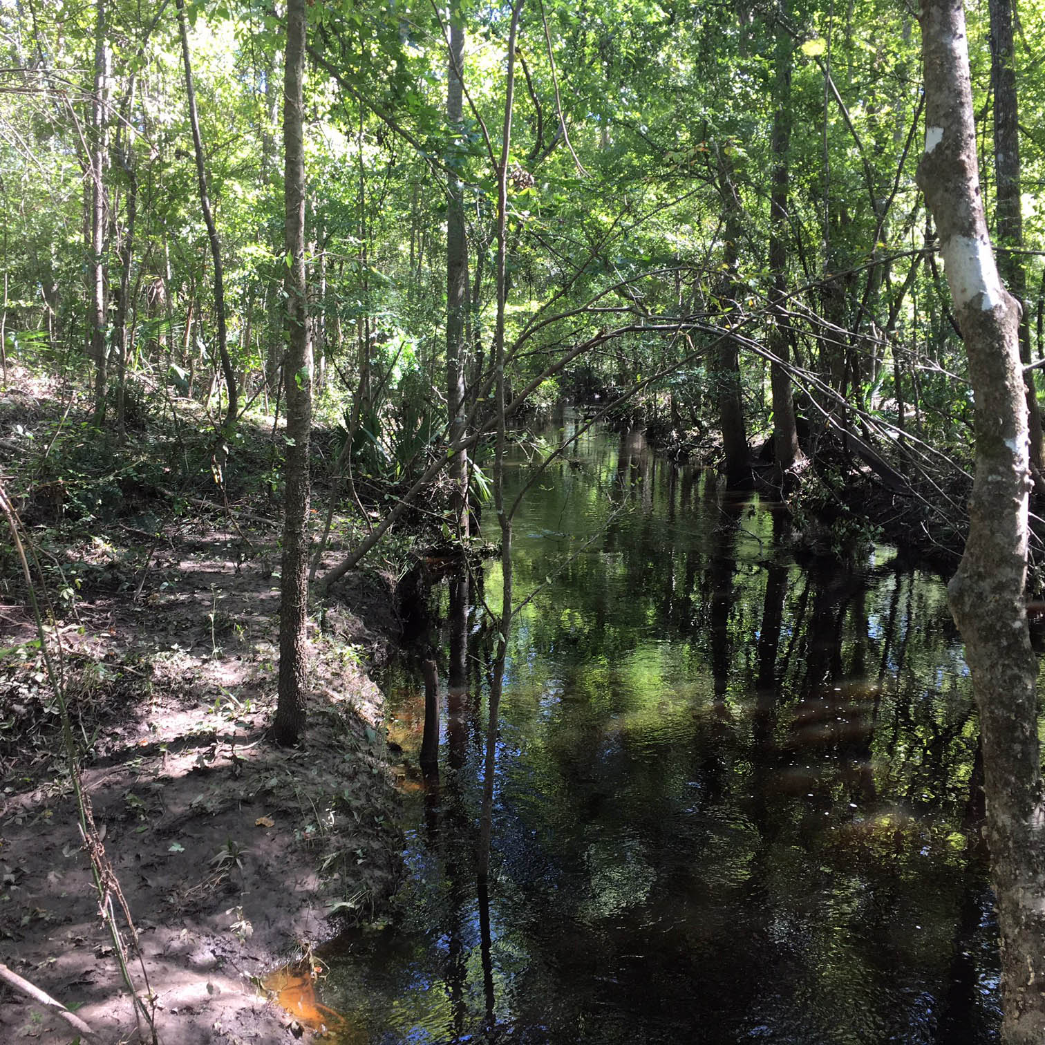 Image of the Big Run mitigation bank in South Carolina