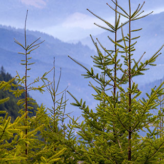 Environment - Thumbnail.jpg