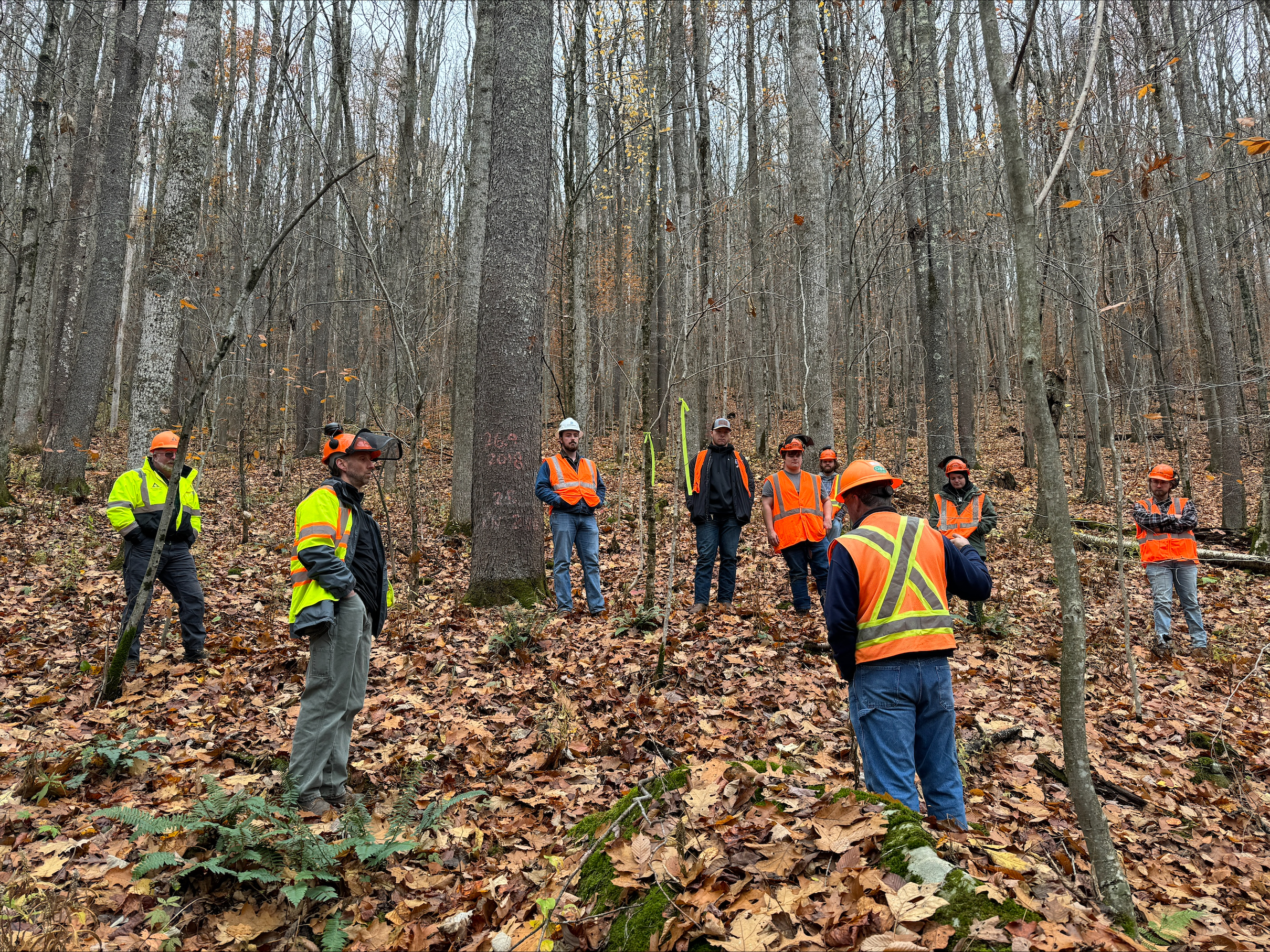 Image of Adam, Mike and Dan leading students through a discussion about this mature stand of timber.