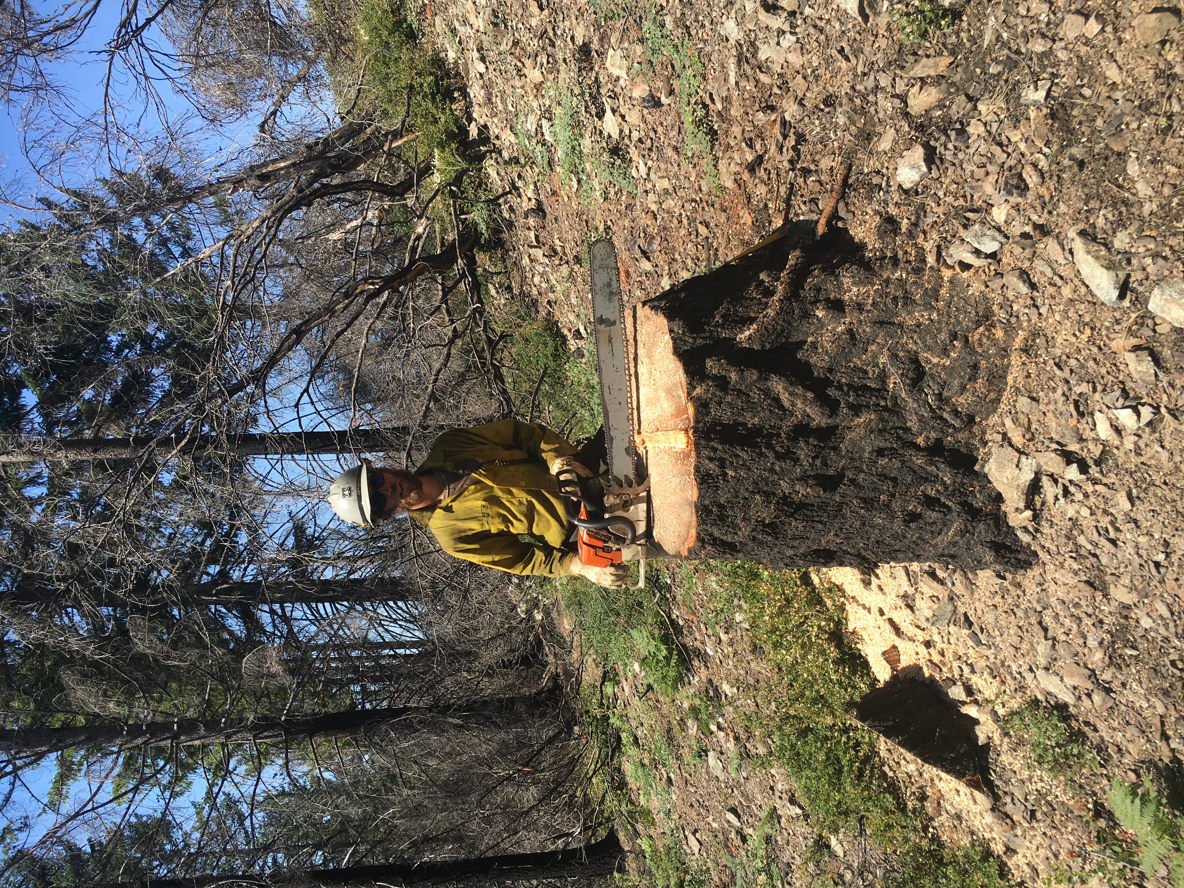 Image of Dylan with a large chainsaw and the stump of a tree.