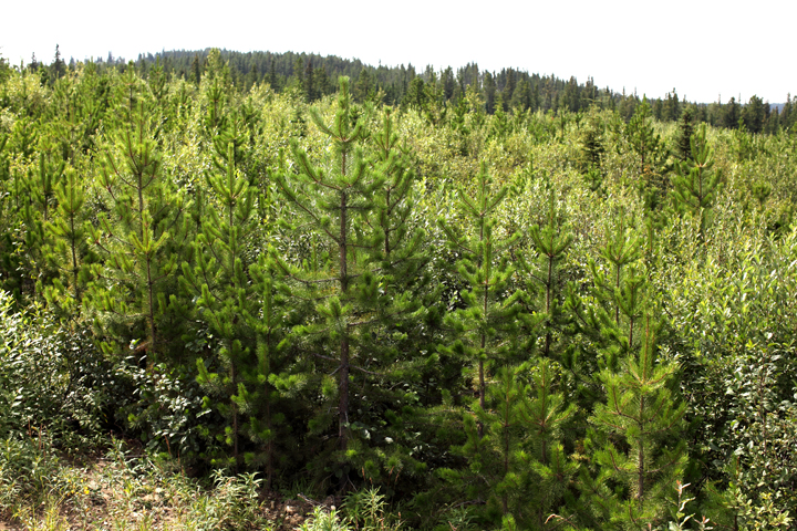 Image of forestlands in Grande Prairie, Alberta