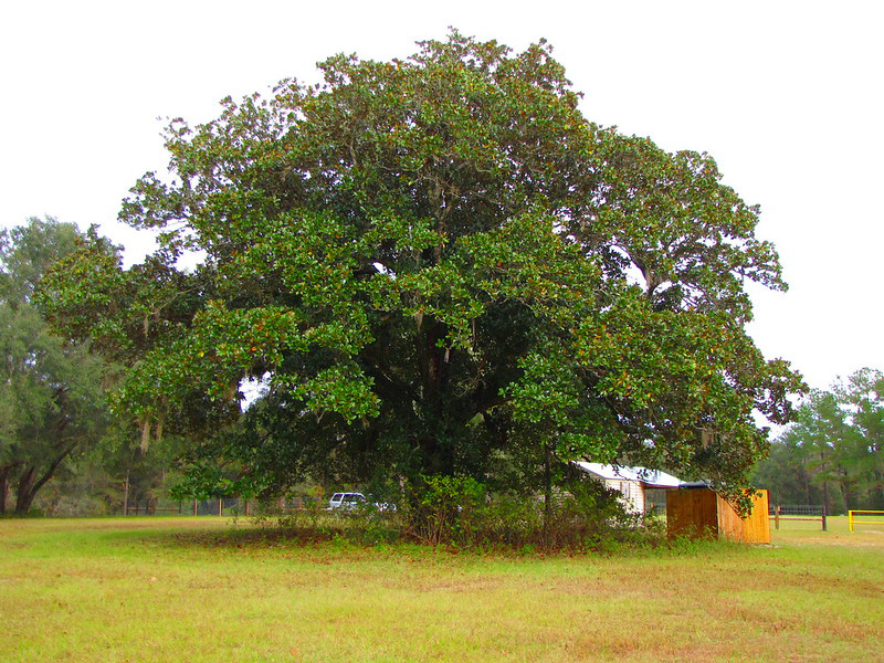 SouthernMagnolia.png