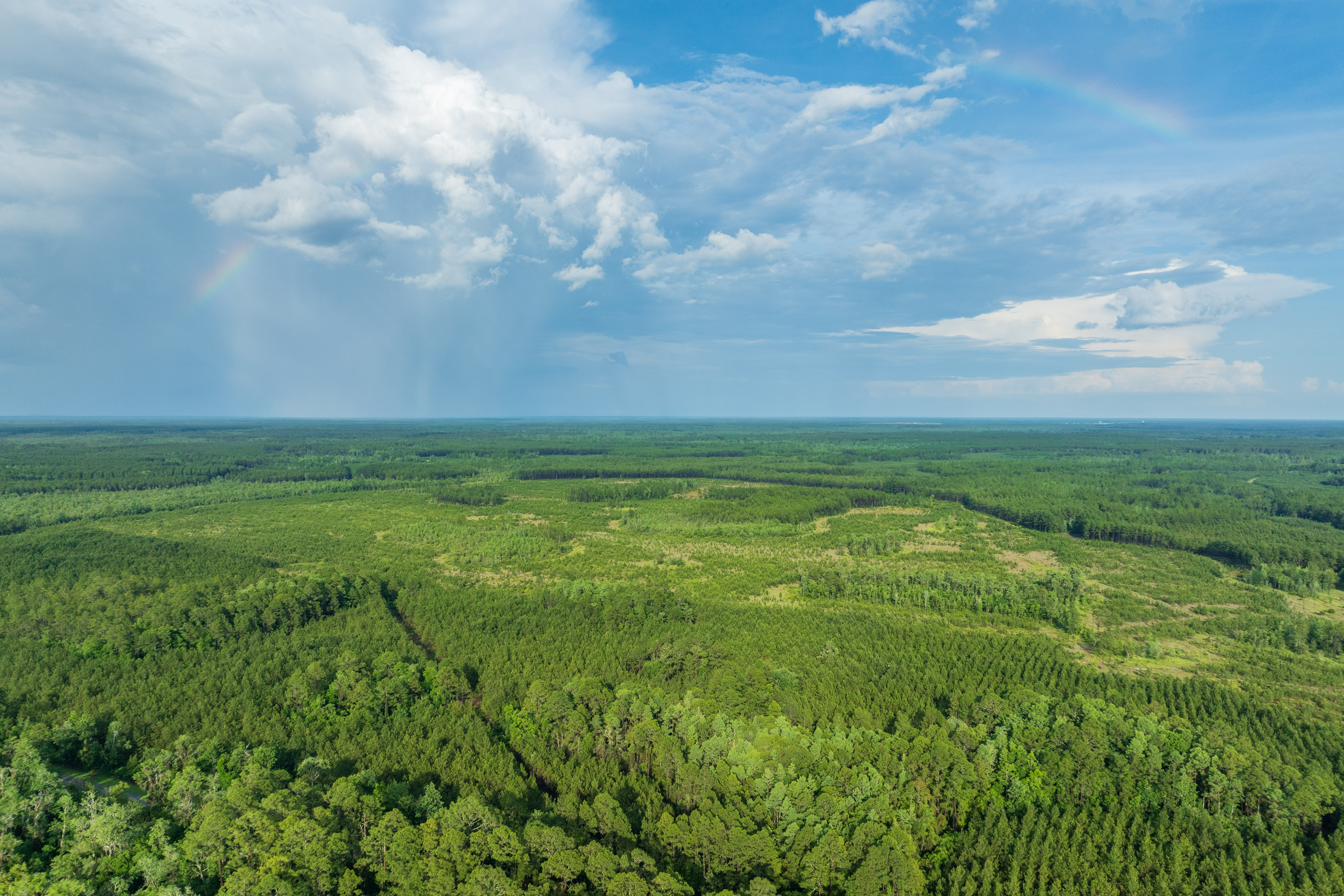 Image showing a green area in Flordiay with a blue sky and clouds on the horizon.