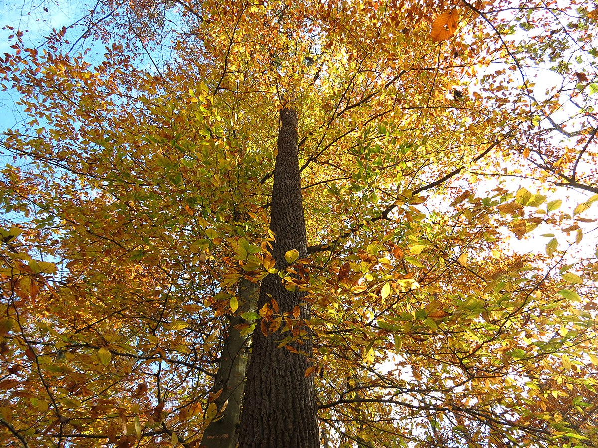AmericanBeech.png
