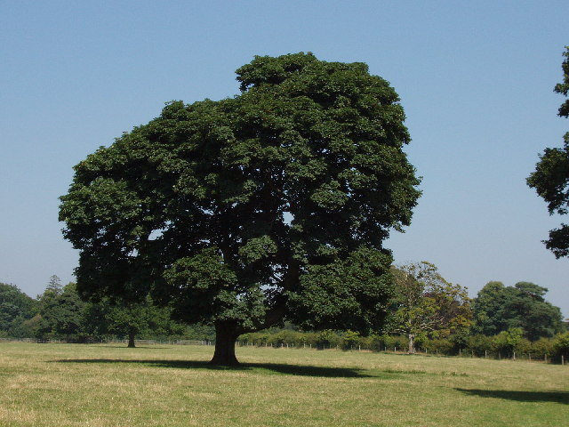 Sycamore.png