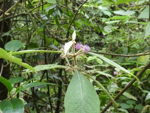 FrenchMulberry.png