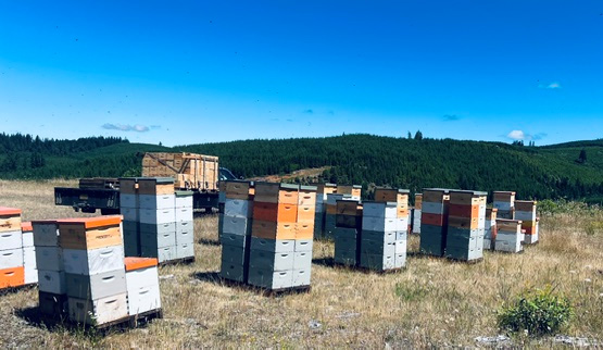 bee-boxes-3.jpg