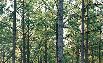 Photo of Weyerhaeuser timberlands