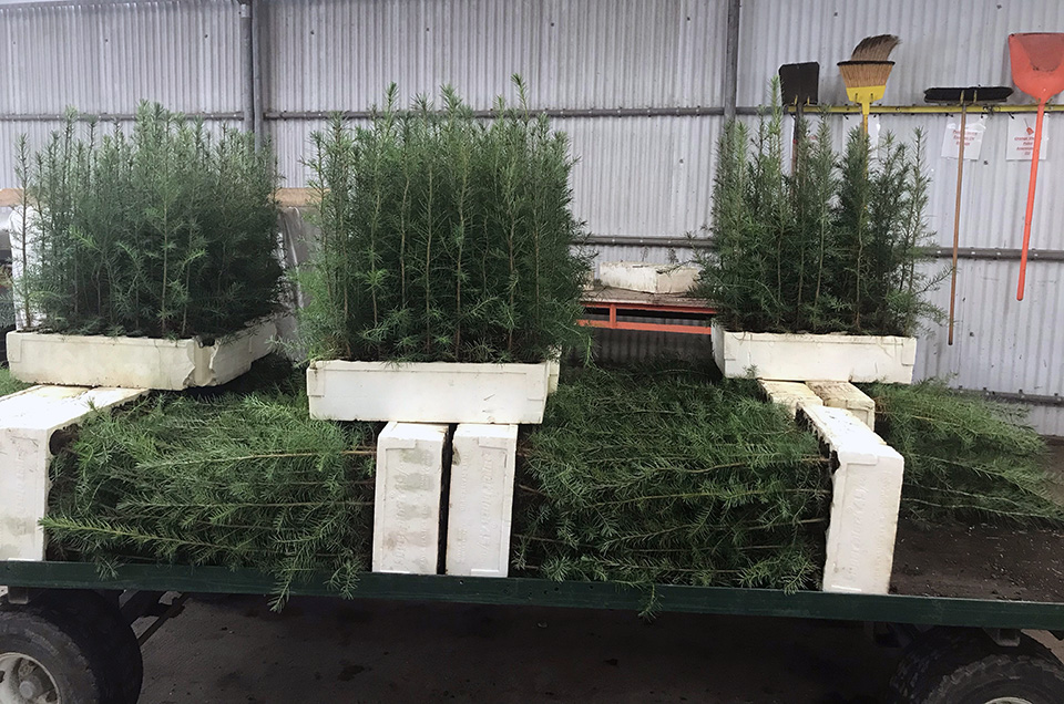 rochester-seedlings.jpg