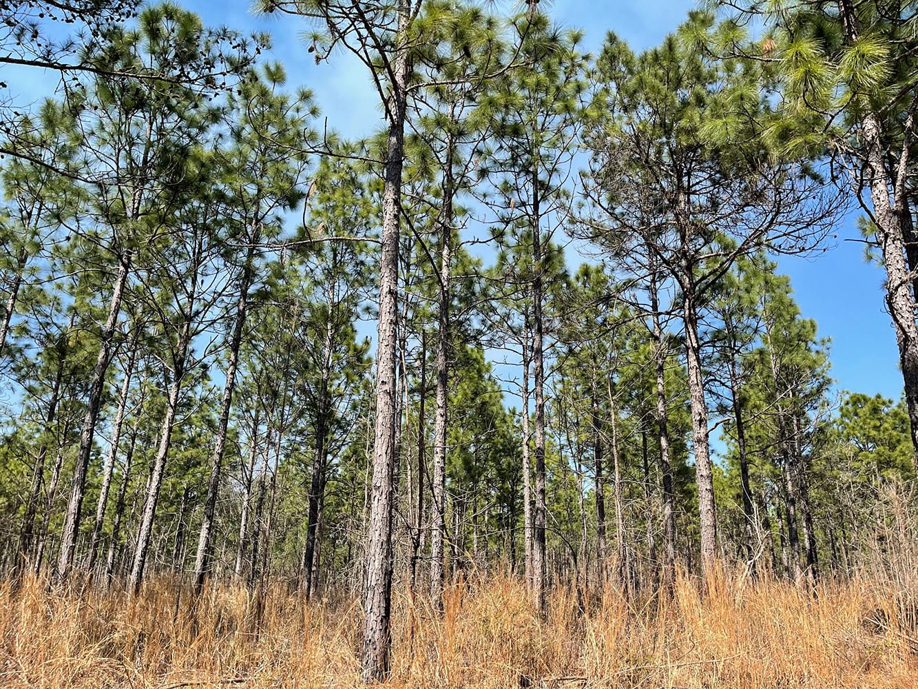 Longleaf Pine Trees