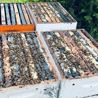 bee-boxes-2.jpg