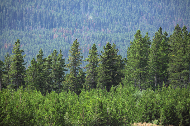 Image of trees in Alberta used to supply our own mills.